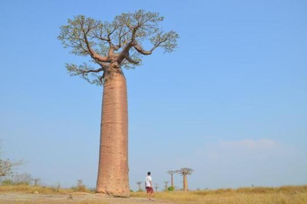 什么树能救人一命？探索自然的奇迹与人类的连接