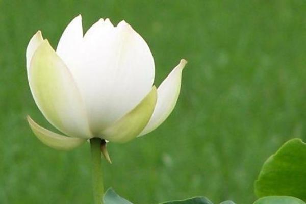 适合平底木命人的饰品推荐,打造独特气质 适合平底木命人的饰品推荐,打造独特气质