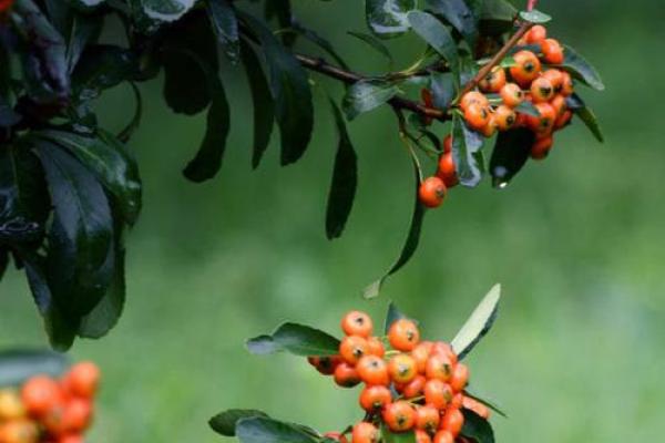 属猴马烈如日，中秋时节光辉灿烂