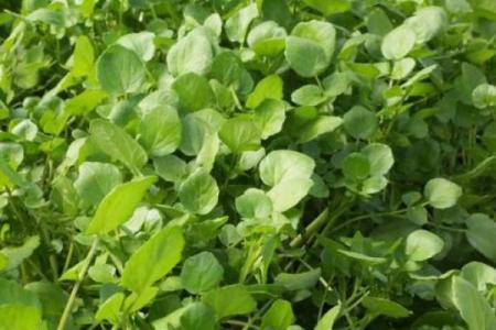 什么菜救了太阳的命：古老传说中的美味与智慧