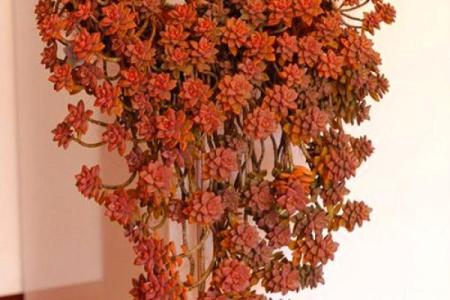 石榴木命的幸福秘诀：如何让你的生活更加旺盛