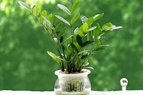 属虎水命的手机壳颜色选择与风水解析