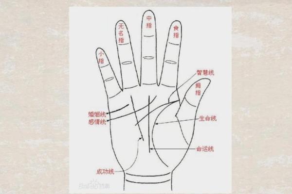 手短粗的女生命运与性格特征解析 手短粗的女生命运与性格特征解析