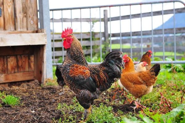 属鸡的牛年命运解析：如何在逆境中展翅高飞？