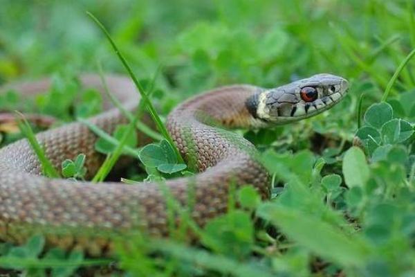 属蛇大林木男命解析:神秘与智慧的结合之道 属蛇大林木男命解析:神秘与智慧的结合之道