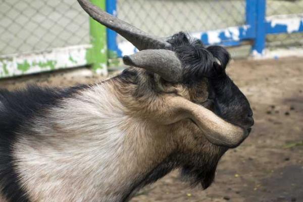 属虎的农历5月出生的人:命运与性格解析 属虎的农历5月出生的人:命运与性格解析