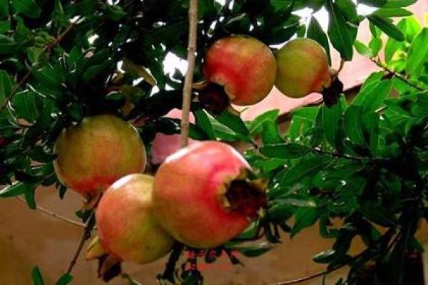 石榴木命的人适合佩戴什么？探秘命理与饰品的奇妙搭配