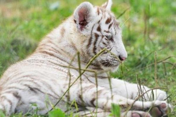 属虎正月十八出生的命格解析:探寻财运与性格的奥秘 属虎正月十八出生的命格解析:探寻财运与性格的奥秘