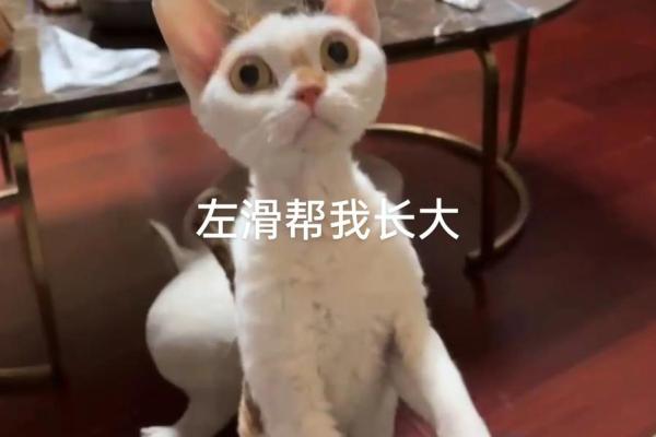 神秘的动物：猫的九条命传说与真实面貌