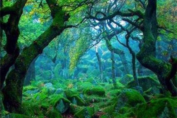 如何依据命格解析克制大林木命的方式与策略 如何依据命格解析克制大林木命的方式与策略