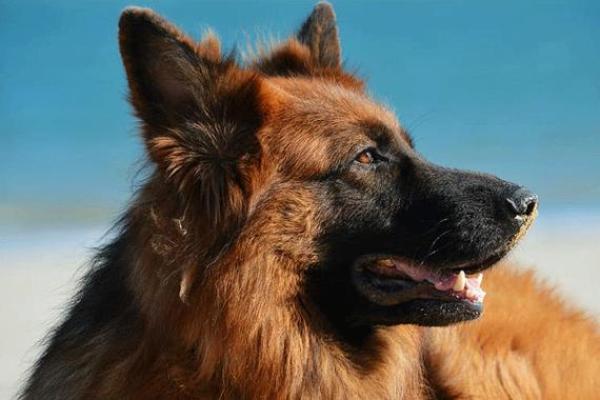 属狗的寅时出生:探究其命理与人生轨迹 属狗的寅时出生:探究其命理与人生轨迹