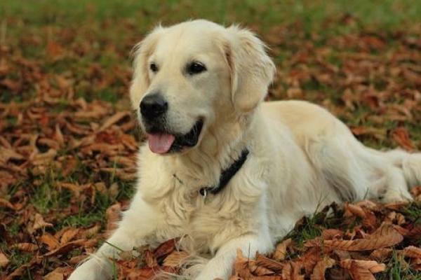 属狗的寅时出生:探究其命理与人生轨迹 属狗的寅时出生:探究其命理与人生轨迹