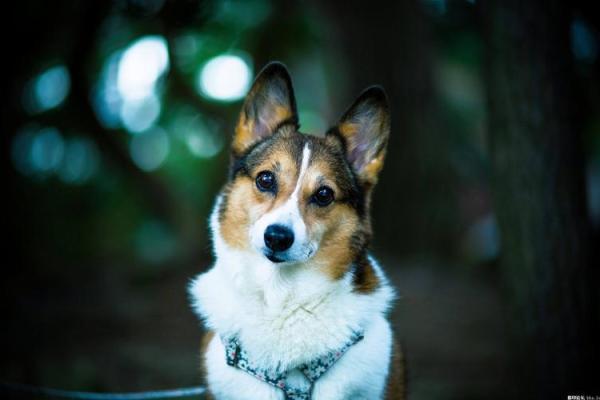 属虎人真命天子揭秘：谁是你的命中真爱？