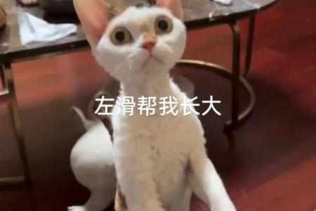 神秘的动物：猫的九条命传说与真实面貌