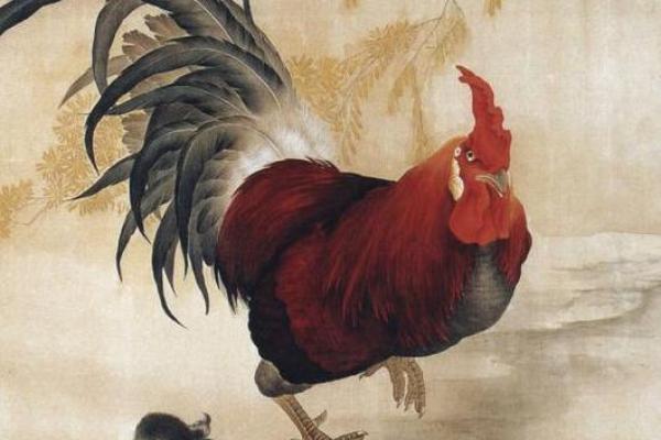 属鸡的男人为何命运多舛:探析背后的原因与解读 属鸡的男人为何命运多舛:探析背后的原因与解读