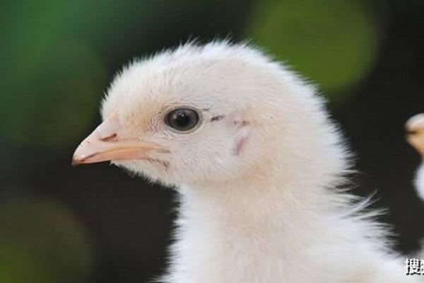 属鸡的男人为何命运多舛:探析背后的原因与解读 属鸡的男人为何命运多舛:探析背后的原因与解读