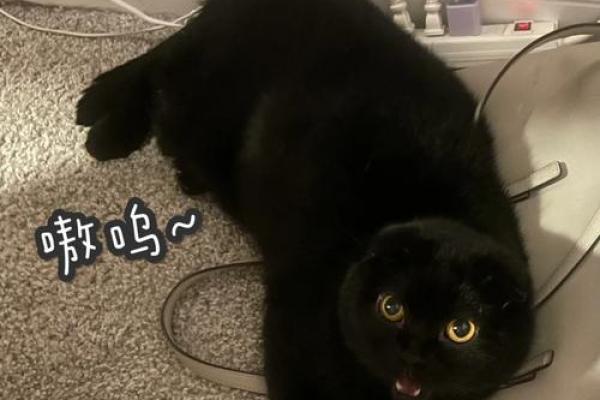 黑虎命运揭秘：探索算命中的黑虎命与性格特征