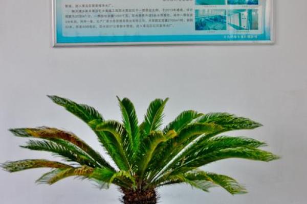 属猪山头火命:焰火般的热情与生命力之源 属猪山头火命:焰火般的热情与生命力之源