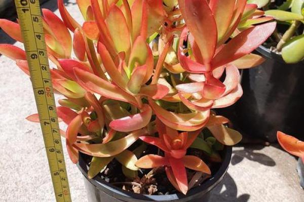 山下火命人适合养的植物，助力运势与健康