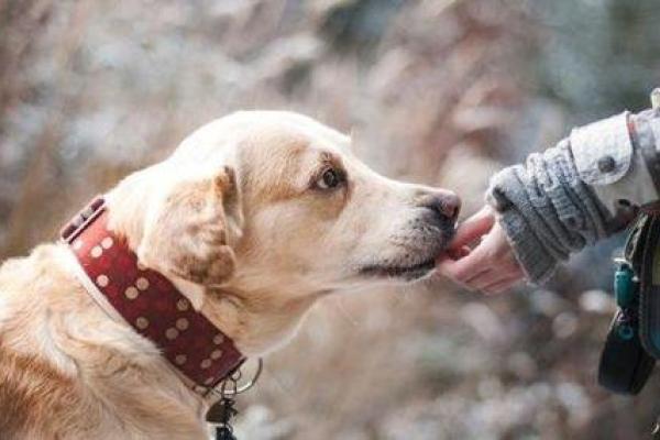 属狗的命里缺水，究竟影响了什么，该如何调和？