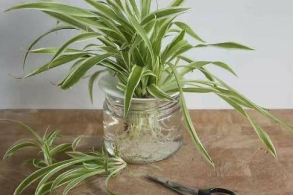 属猪的火命适合摆放哪些绿植？让生活更添生机！