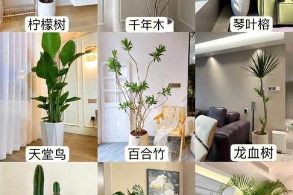 属猪的火命适合摆放哪些绿植？让生活更添生机！