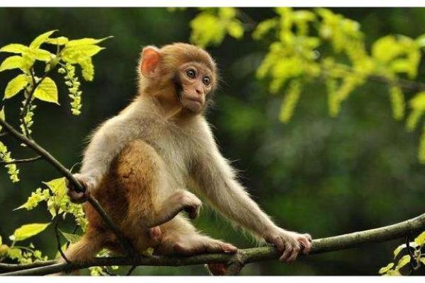 属猴的六月出生，命运与性格揭秘！