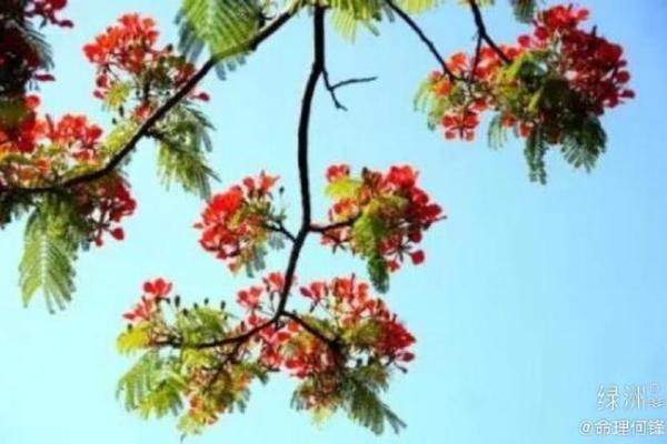 桑松土命的命理特点与适合的命局解析 桑松土命的命理特点与适合的命局解析