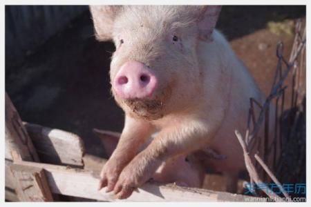 属猪九月十六出生的人命运解析：性格、事业与爱情的全面剖析