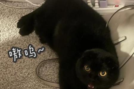 黑虎命运揭秘：探索算命中的黑虎命与性格特征