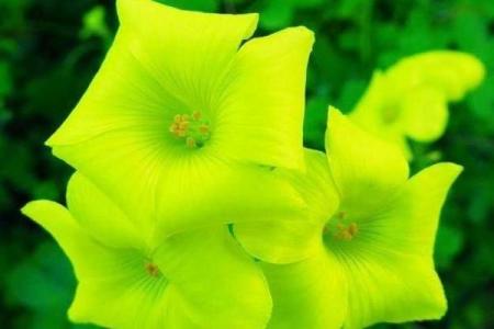 属兔的人生对比：轻松与艰辛背后的秘密