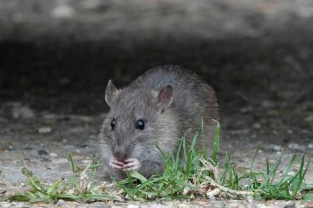 属牛1985年命运探秘：揭开牛年人的生辰密码与未来运势