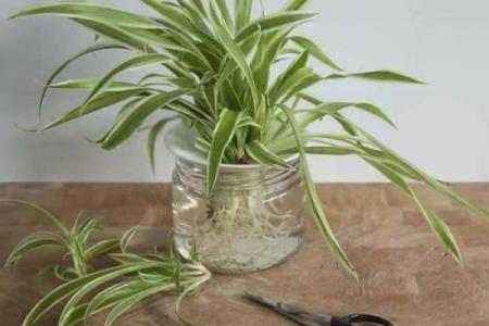 属猪的火命适合摆放哪些绿植？让生活更添生机！