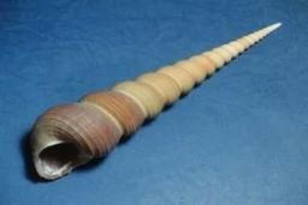 手指上的八个螺:解读八个螺的命运密码与生活智慧 手指上的八个螺:解读八个螺的命运密码与生活智慧