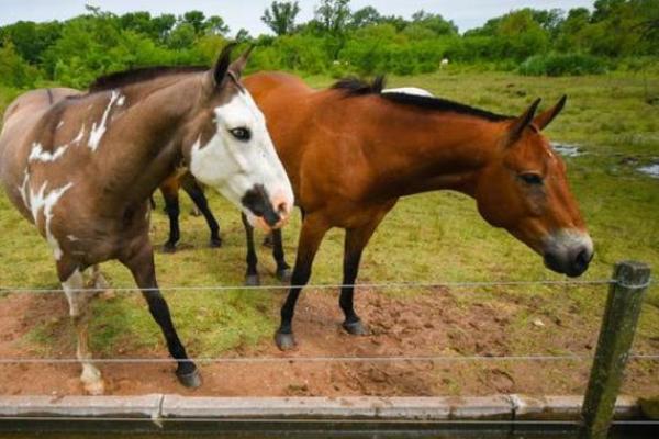 农历一月出生的马：性格、命运与人生的独特轨迹