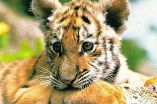 属虎女前世命理解析：揭开她的神秘面纱与命运交织的故事