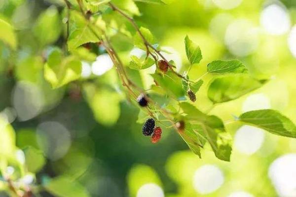 桑柘木命人的性格特点与幸福生活之道