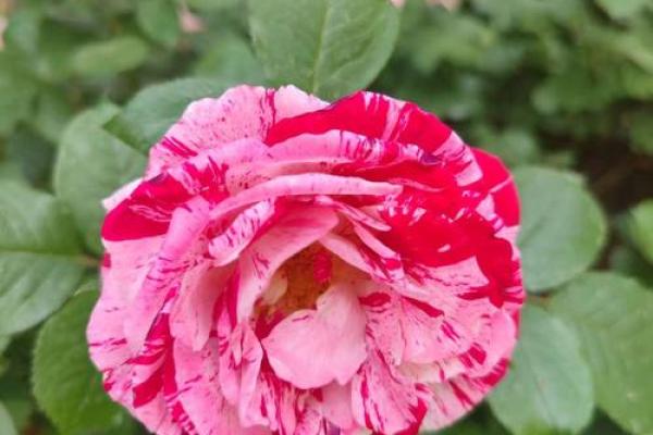 平凡如常的命格：在生活的细微处发现独特美丽