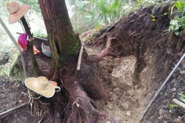 桑松木命最怕什么命？探秘命理世界的奥秘与平衡