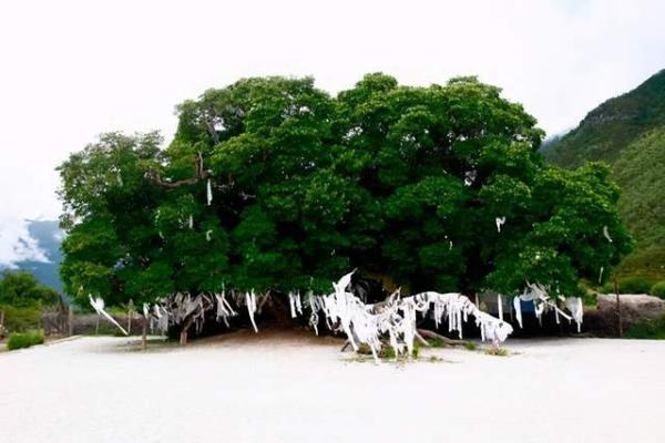 桑松木命最怕什么命？探秘命理世界的奥秘与平衡