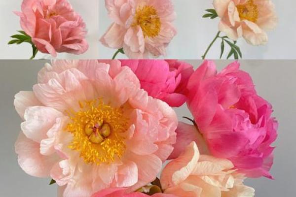 珊瑚与命理:了解哪种命格最适合佩戴珊瑚饰品 珊瑚与命理:了解哪种命格最适合佩戴珊瑚饰品