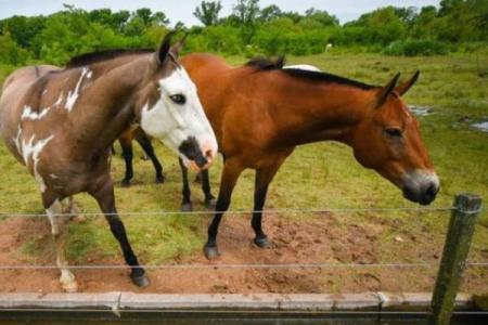 农历一月出生的马：性格、命运与人生的独特轨迹