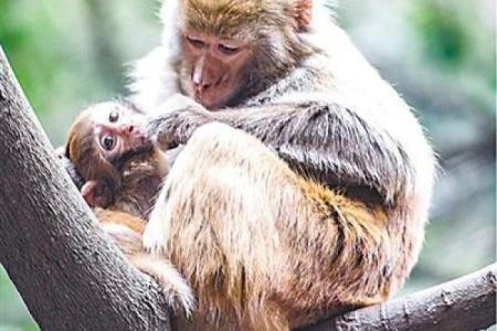 揭开清秀之猴命的神秘面纱：性格与命运的深度解析