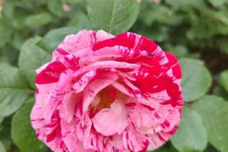 平凡如常的命格：在生活的细微处发现独特美丽