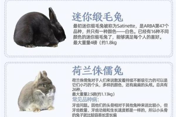 生肖兔的人怕什么?探寻兔子的性格特点与命理解析 生肖兔的人怕什么?探寻兔子的性格特点与命理解析