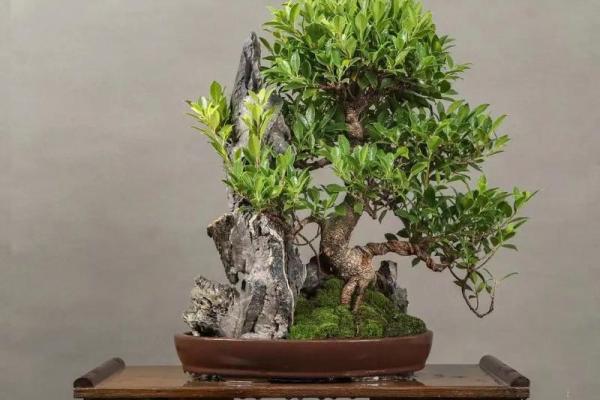 沙中土命：适合摆放的盆景选择与风水分析