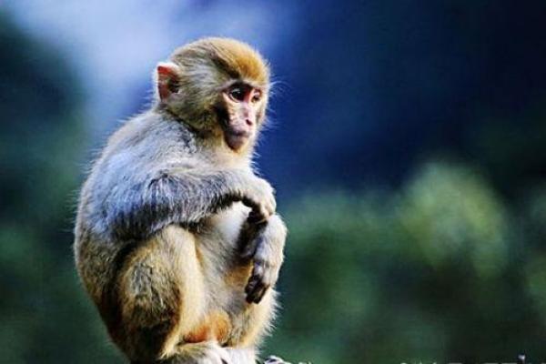 属猴的七月二十七出生的人，他们的命运与个性剖析！