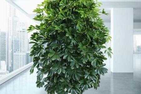 沙中土命：适合摆放的盆景选择与风水分析