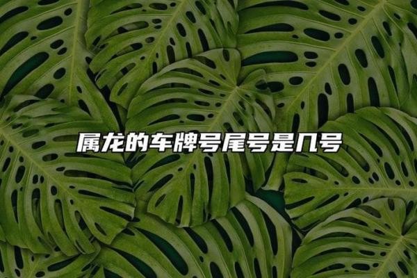 属龙木命的幸运电话号码：发现你的吉祥数字之旅