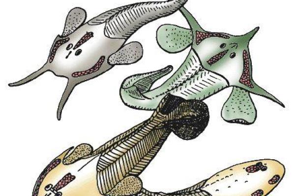 命盘中“胎”的含义：生命的孕育与发展